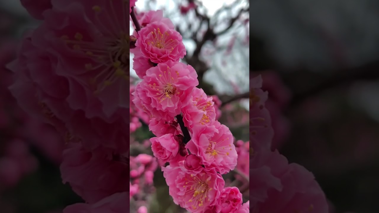 The Secret Spring | Osaka Castle Plum Grove 2026! ✨🌸🏯#Osakacastle #UmeBlossoms