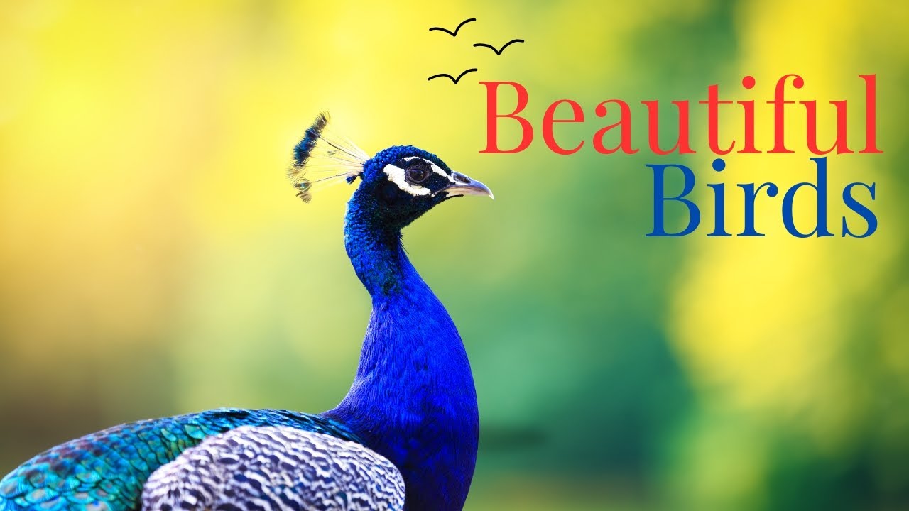 Most Beautiful Birds in the World 🌏 | Cinematic & Relaxing Wildlife Film (4K Nature)