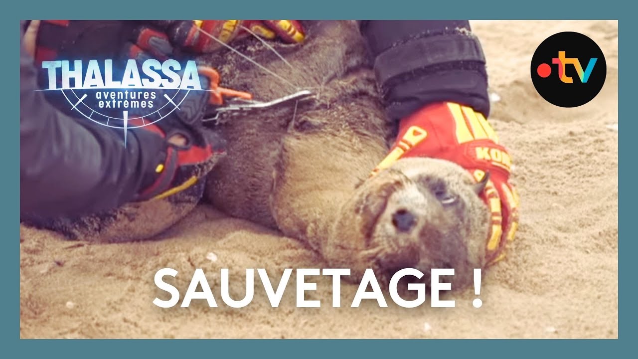 Ces otaries suffoquent à cause du plastique… il intervient juste à temps !- Thalassa