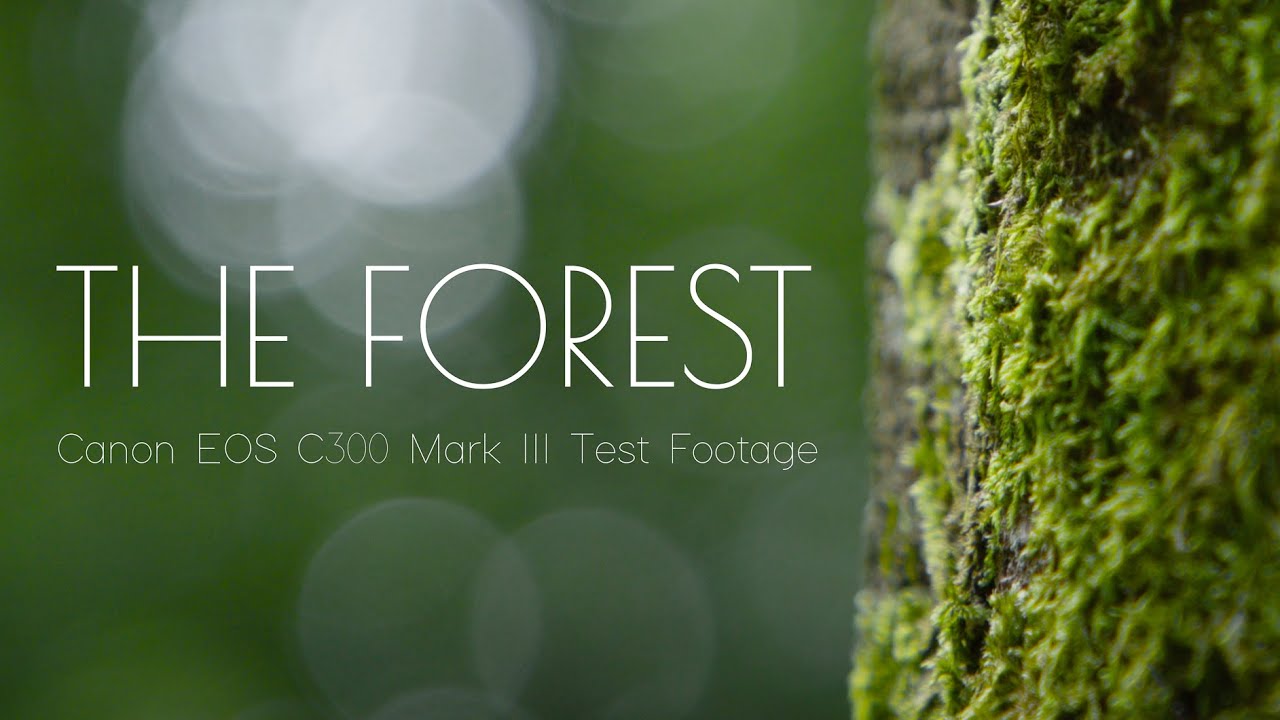 THE FOREST - Canon EOS C300 Mark III Cinematic Test Footage B-Roll 120 FPS 4K