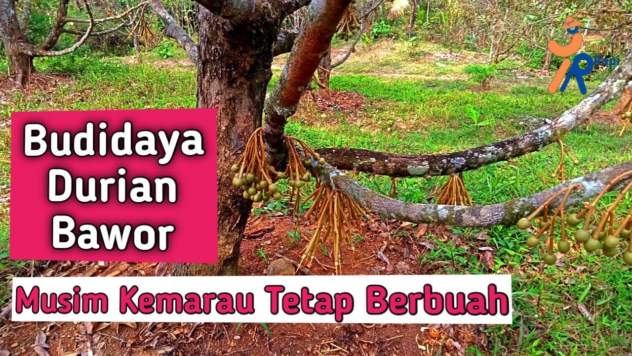 Budidaya Durian Bawor, Berbuah di Musim Kemarau Ekstrim #durianbawor #caramembuahkandurian