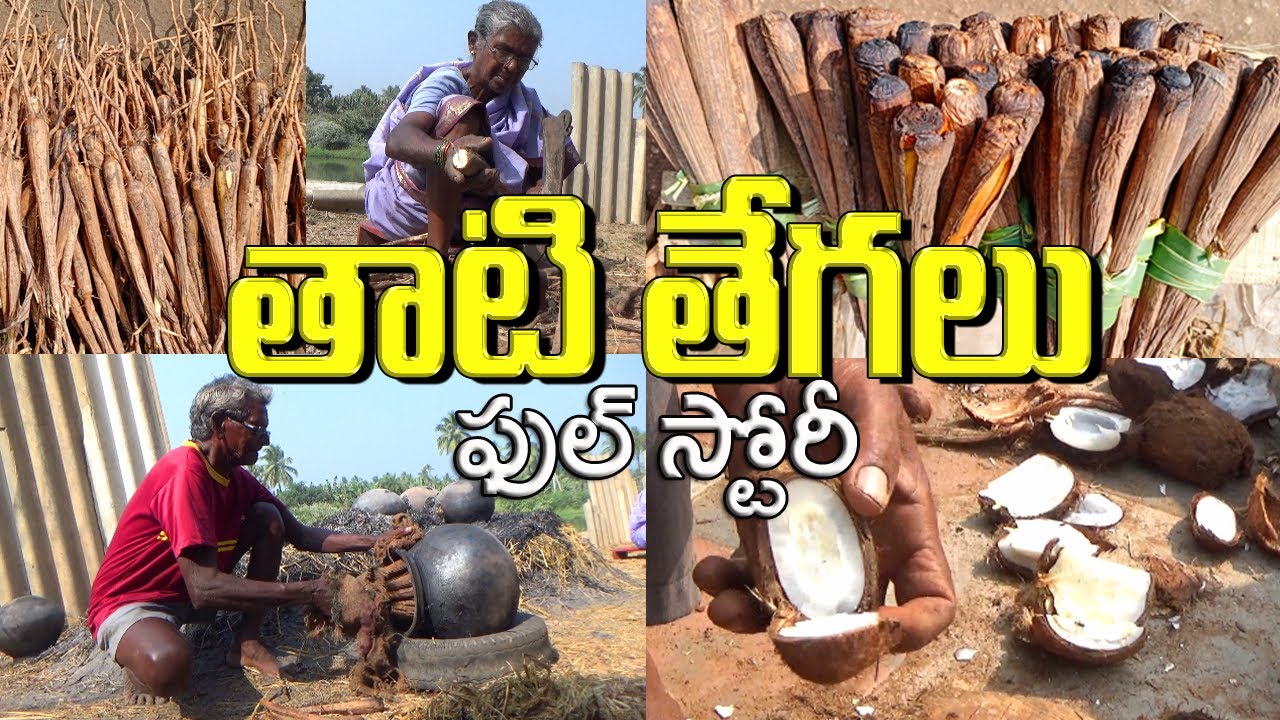 తాటి తేగలు  ఫుల్ స్టోరీ  Tati Tegalu - Tender palm shoots - Godavari Districts