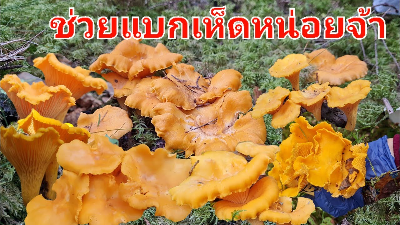 ep3เห็ดเยอะเก็บจนไม่มีอะไรจะใส่แล้ว😲😲มีแต่ดอกสวยๆปล่อยไว้ไม่ได้นะ🍄🍄🍄มาช่วยกันขนออกจากป่าหน่อยจ้า