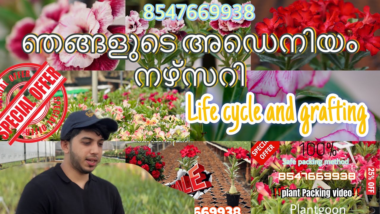 For orders @8547669938 Our Adenium nursery , kerala . Online delivery only