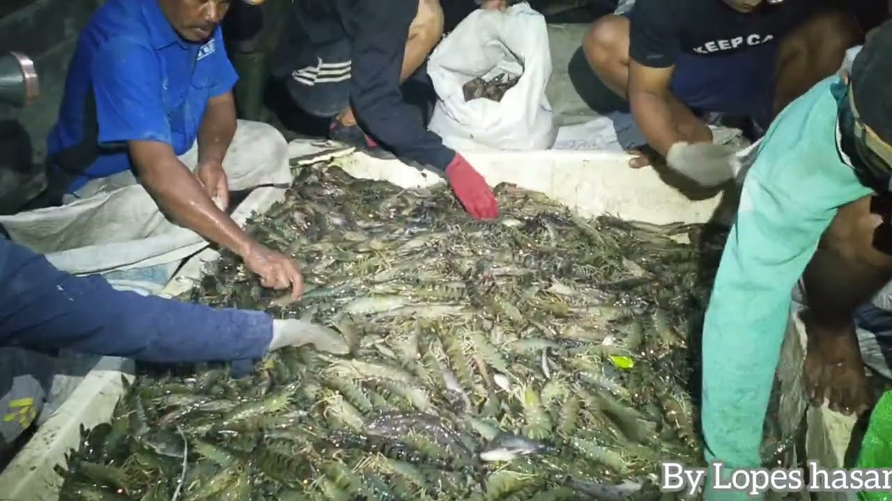 Lanjut panen udang windu di hari ke 2 Part 2