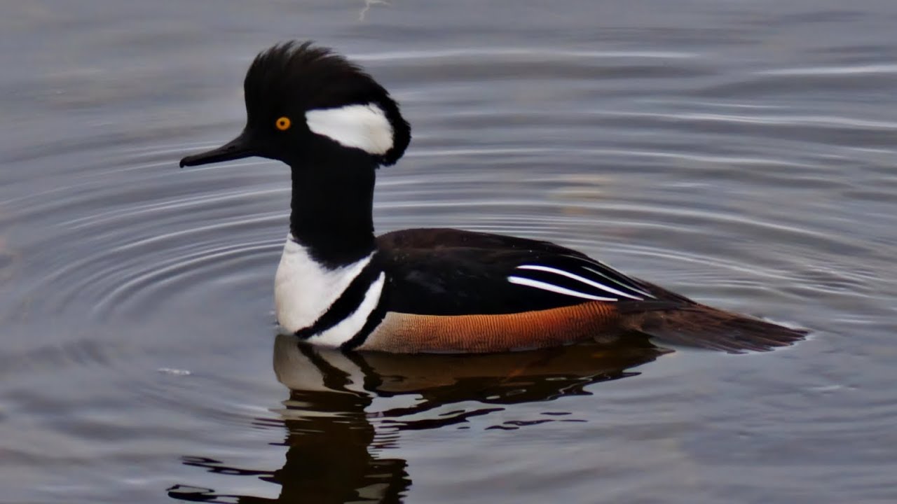Haliaeetusleucocephalus