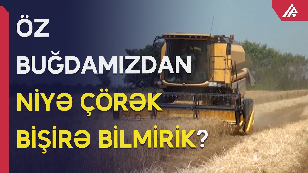 Unluq buğdanı niyə xaricdən daşıyırıq? – APA TV