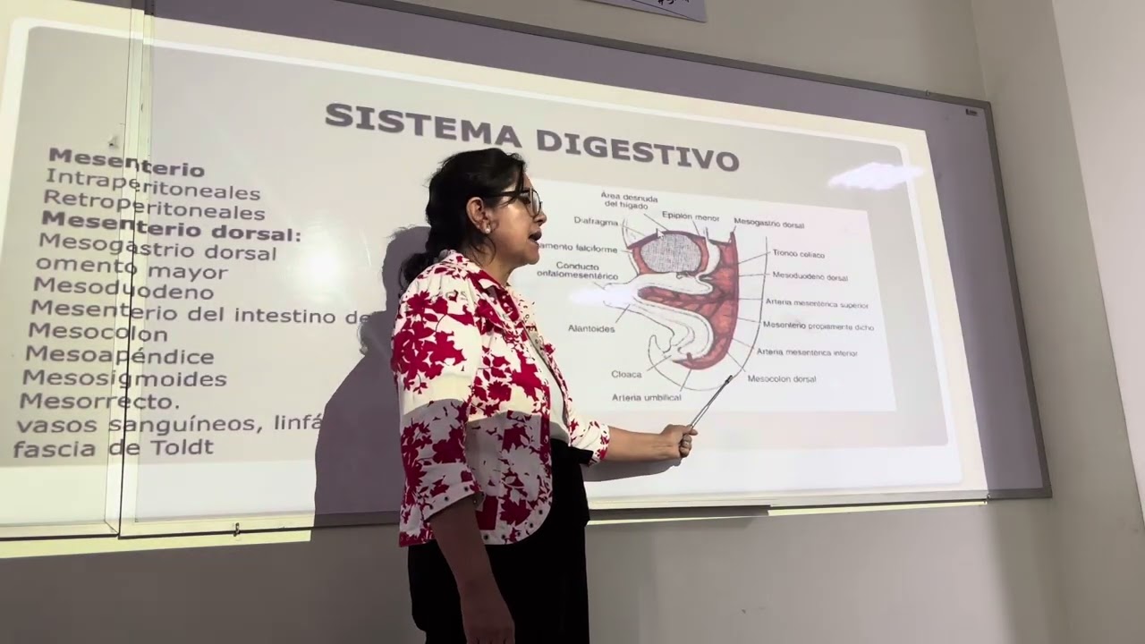 Embrio II- Sist.digestivo 