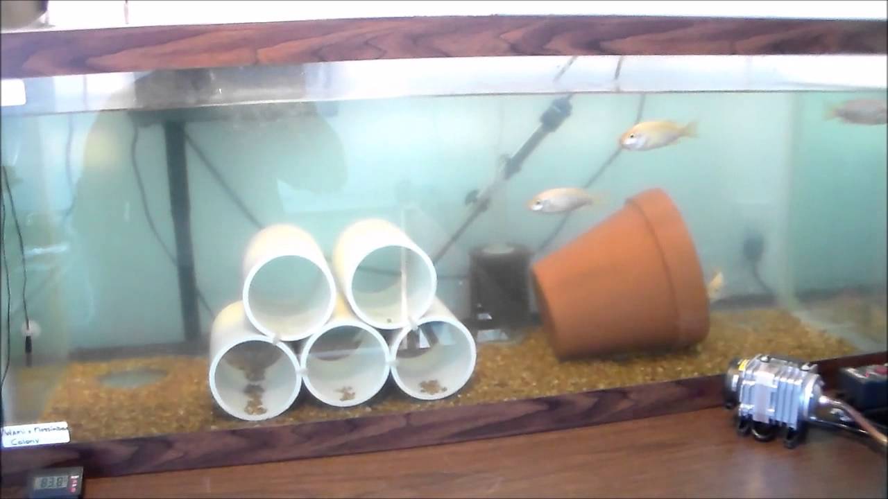 Garden State Tilapia - How To Build a Breeding Tank for Tilapia Part 3