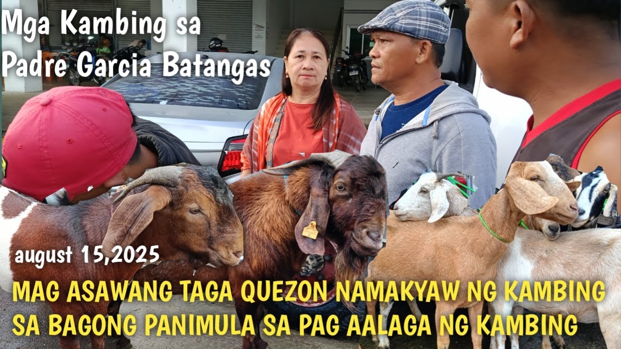 Price Update ng mga Kambing sa Padre Garcia Batangas