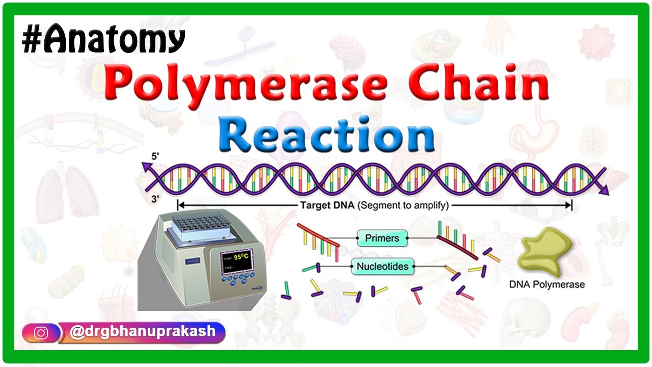 Polymerase chain reaction Animation
