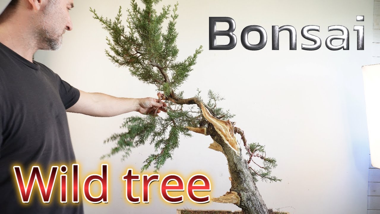 tecniche bonsai su albero vergine da trasformare a bonsai