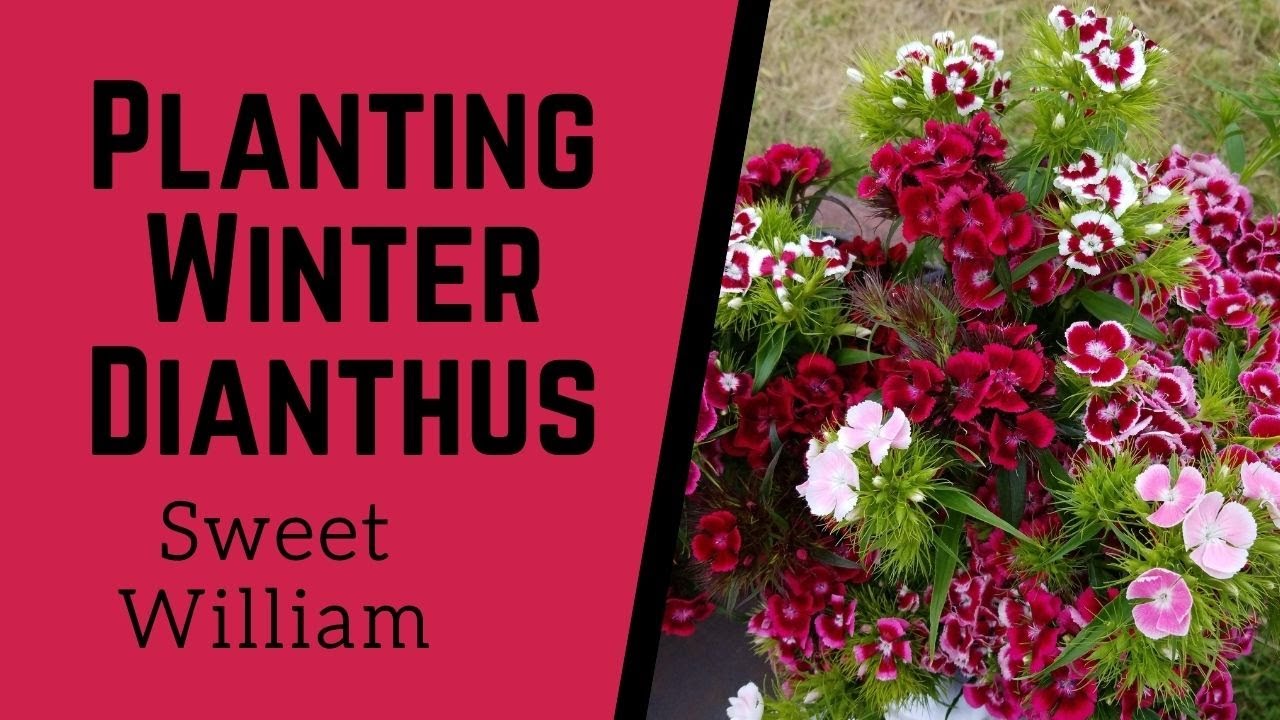 Sweet William For The Spring!