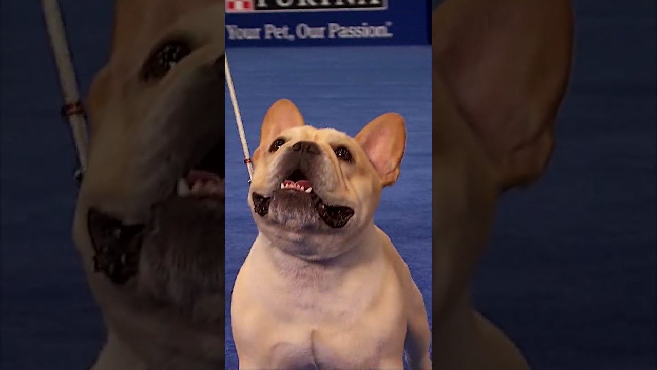 French Bulldog 🐶 takes home Best in Show! 🏆