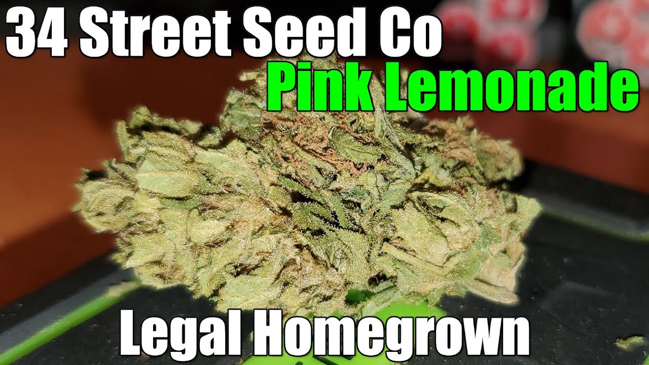 34 Street Seed Co - Pink Lemonade - Legal Homegrown Review (+Extreme Closeups)