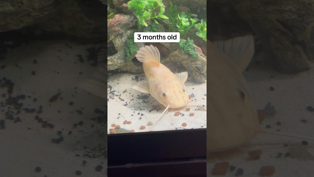 Do not Buy a Redtail Catfish&hellip;