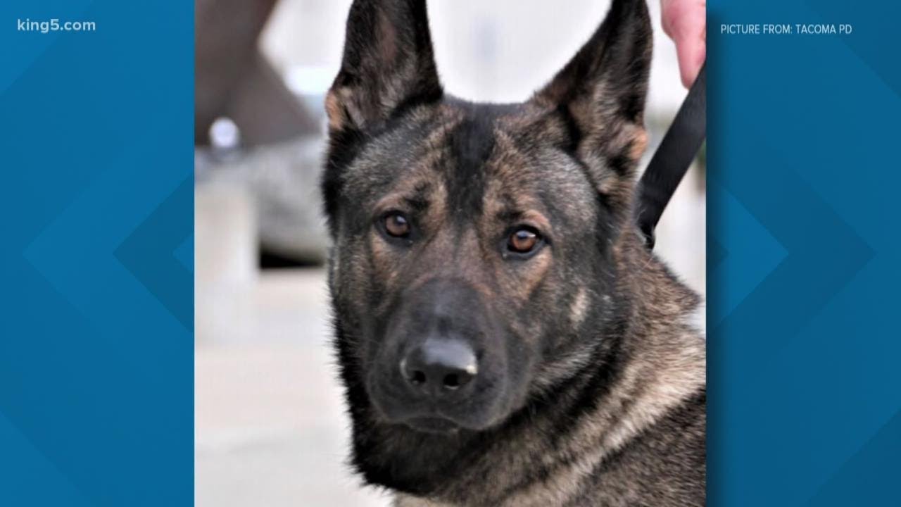 Tacoma police K9 killed in the line of duty