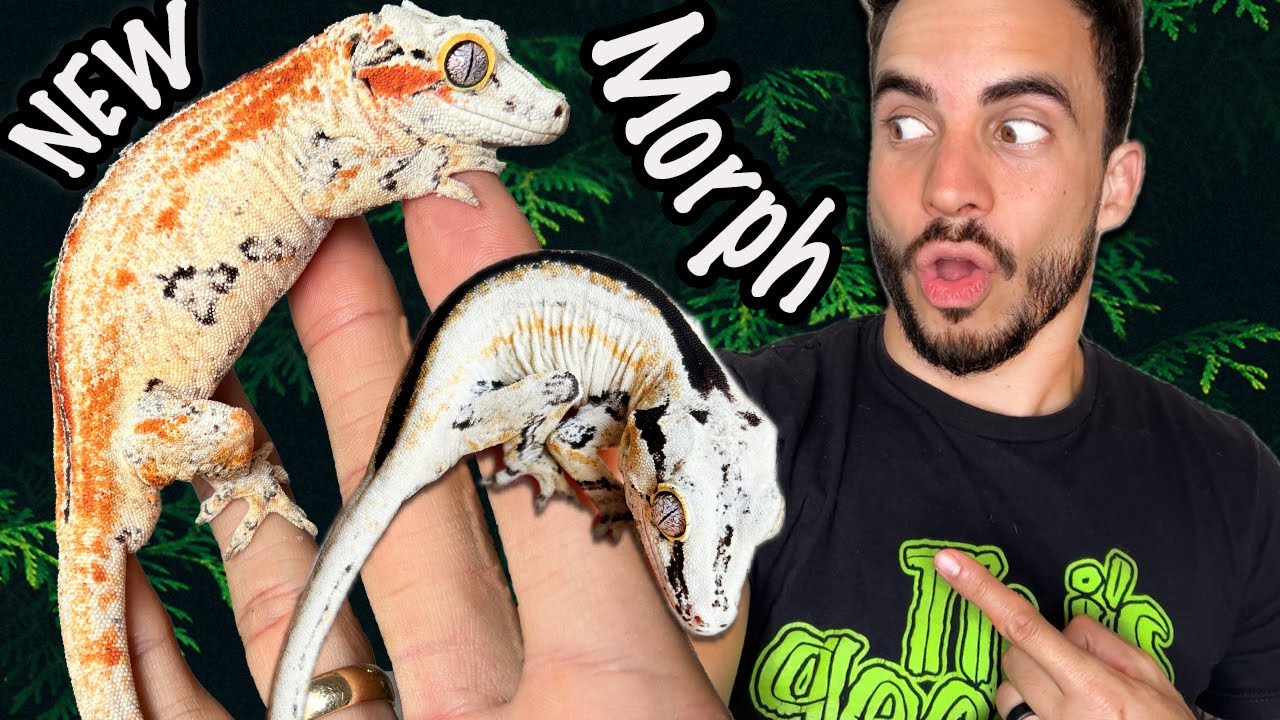 New Gargoyle Gecko Morph! The Clown Project?