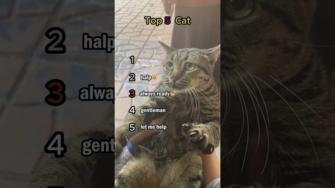 Top 5 ADORABLE Tabby Cat Moments! 🧡🤎 #TabbyCat #CuteCats #Shorts