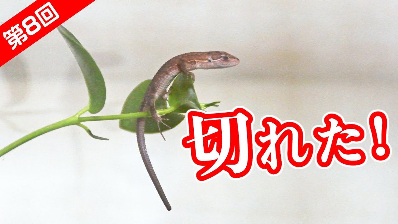赤ちゃんカナヘビの尻尾が切れてしまいました…。