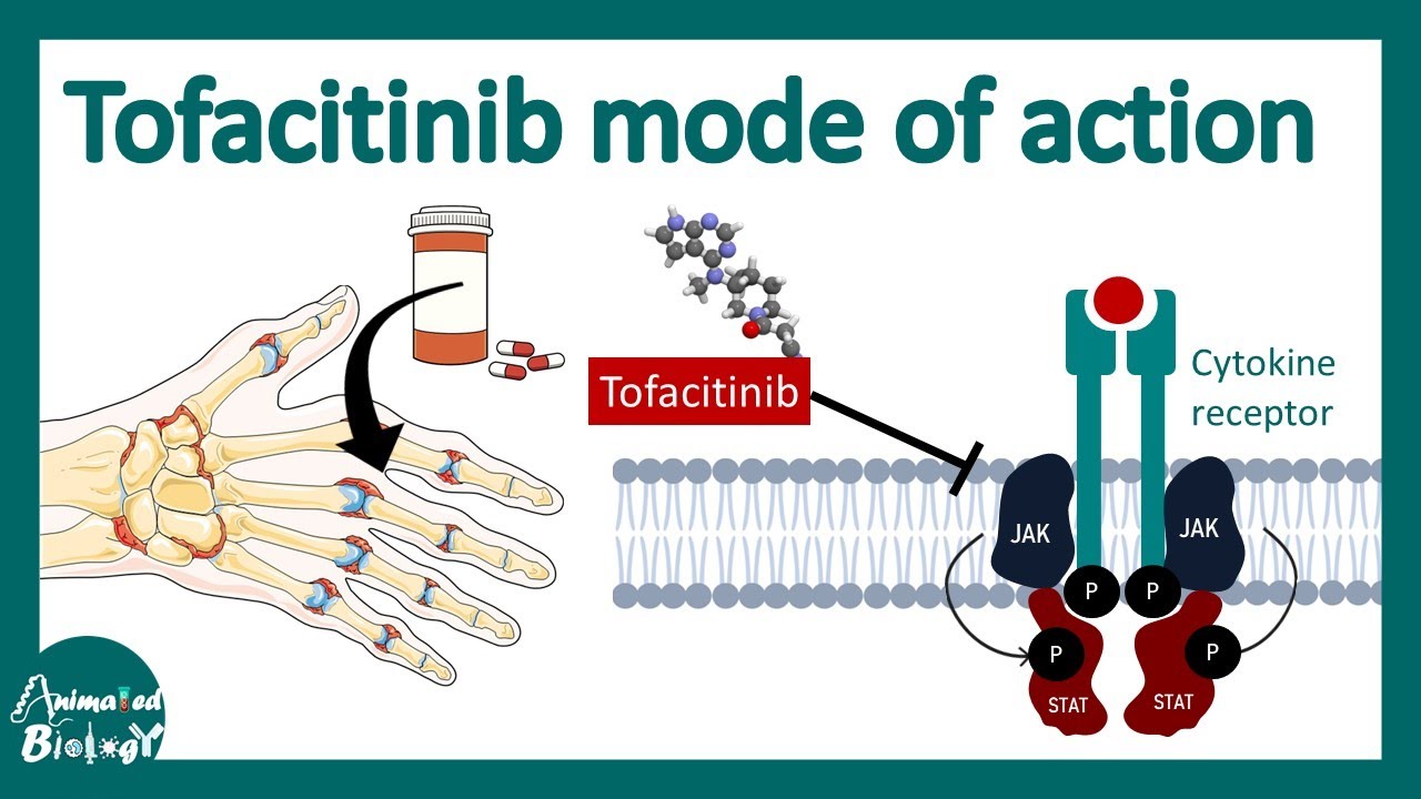 Tofacitinib | JAK (Janus Kinase Pathway) Inhibitor Tofacitinib - pharmacology, mechanism of action.