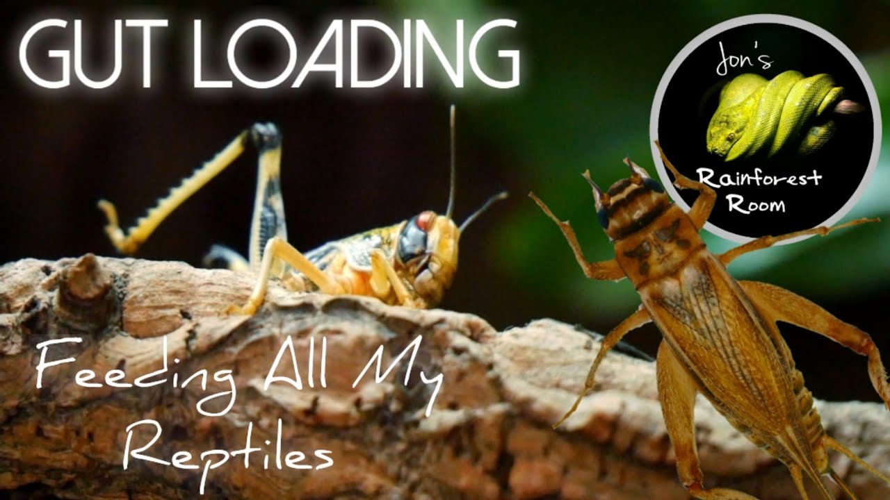 Gut Loading Feeder Insects & Feeding All My Reptiles