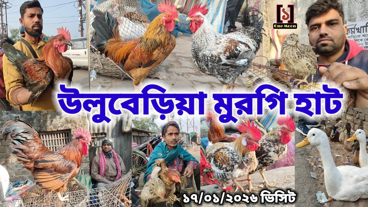 উলুবেড়িয়া মুরগি হাট | Cheapest Pet Market In Kolkata | Uluberia Murgi Market 17/01/2026 Visit 