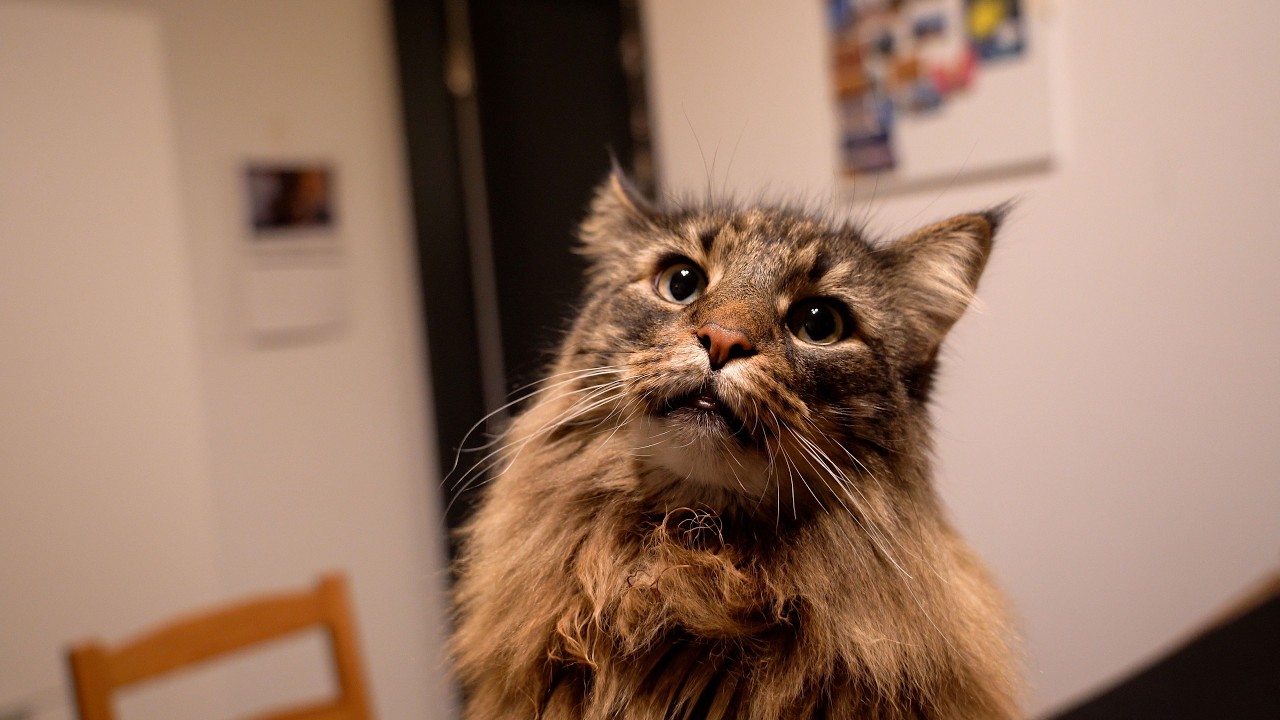 What my cats eat in a day | Norwegian Forest Cats