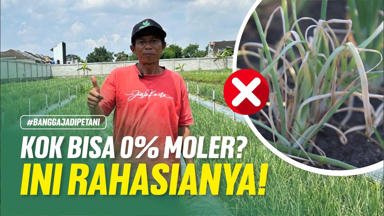 PERAWATAN BAWANG MERAH DI MUSIM HUJAN!! HANYA 2X SEMPROT FUNGISIDA BAWANG MERAH BEBAS MOLER!!