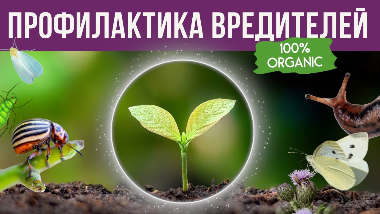 Как защитить свой сад от вредителей? 100% органический способ