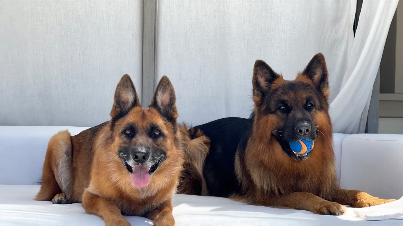The Diary of German Shepherds 16