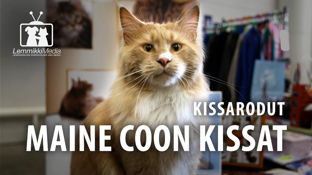 Kissat: Maine Coon -kissan rotuesittely