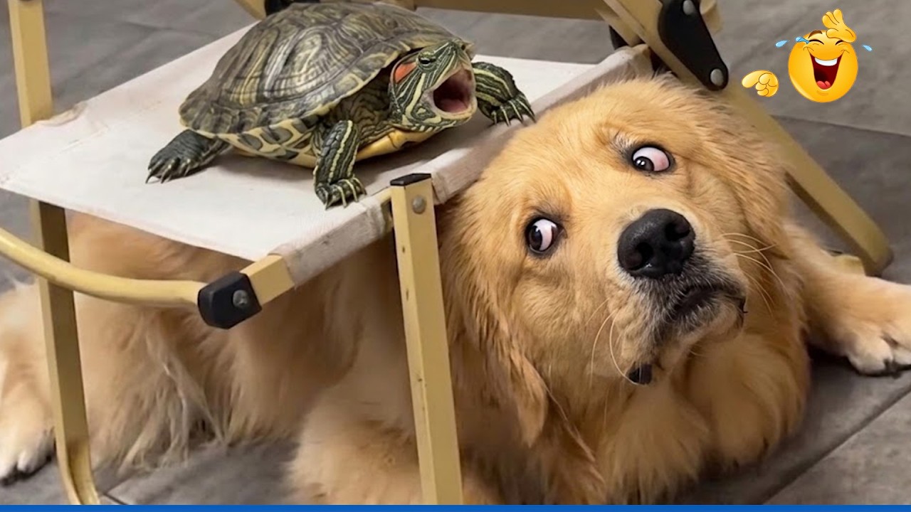 Impossible Not To Laugh 😂 Funniest Dog Reactions Ever!