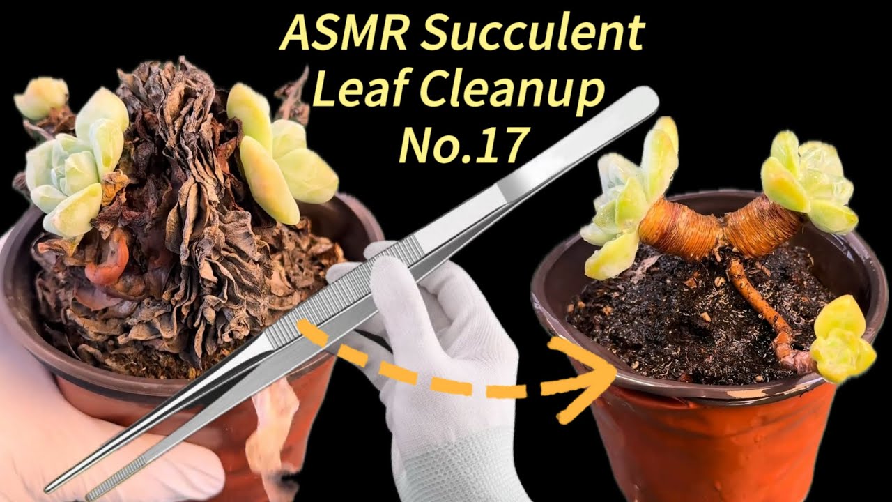 ASMR Succulent Leaf Cleanup No.17 | Relaxing