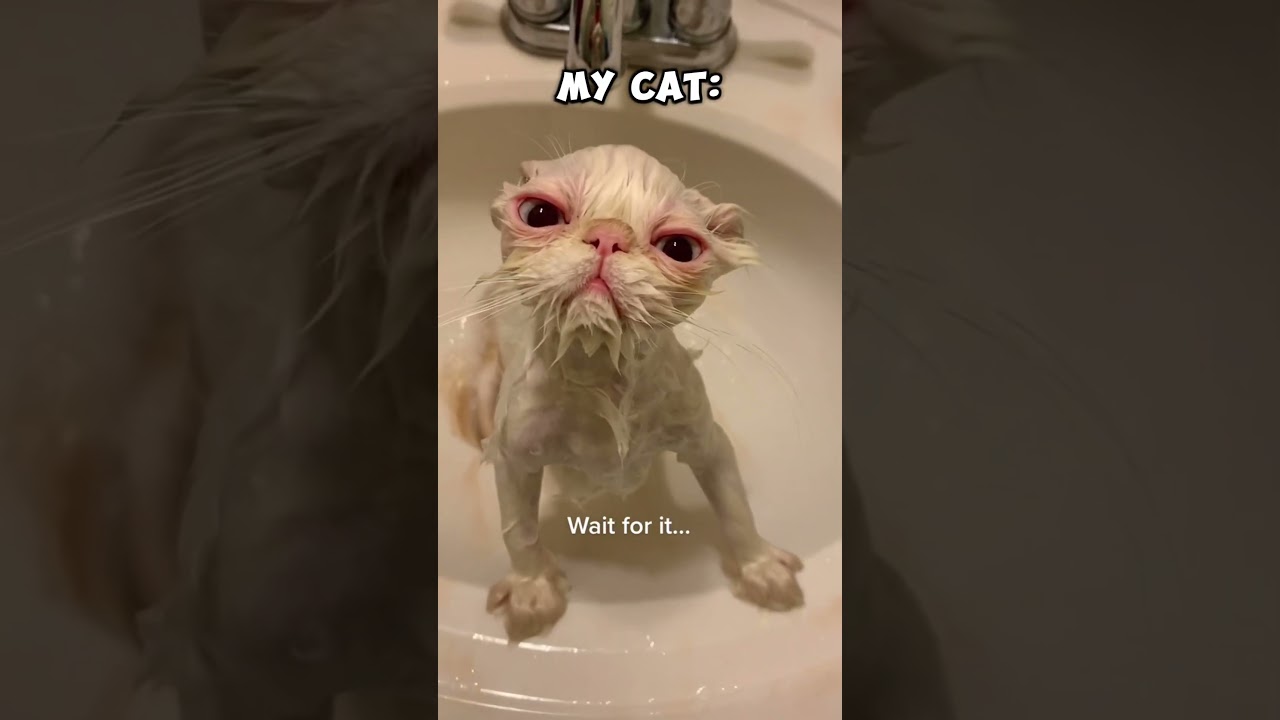 My Friends Cat vs My Cats #cat #kitten #funny #fun #cute #pets #animlas