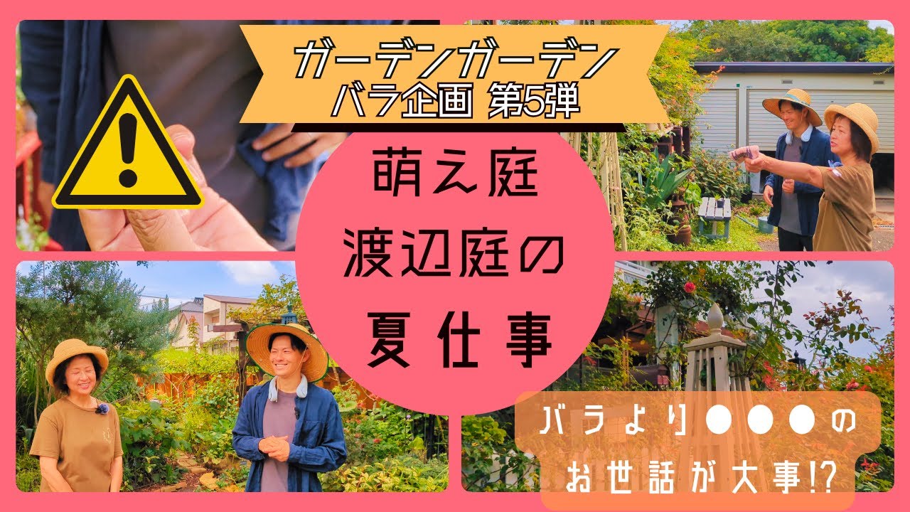 【バラ企画】猛暑の夏のバラ管理、豊橋オープンガーデナー渡辺さんの庭の夏仕事！