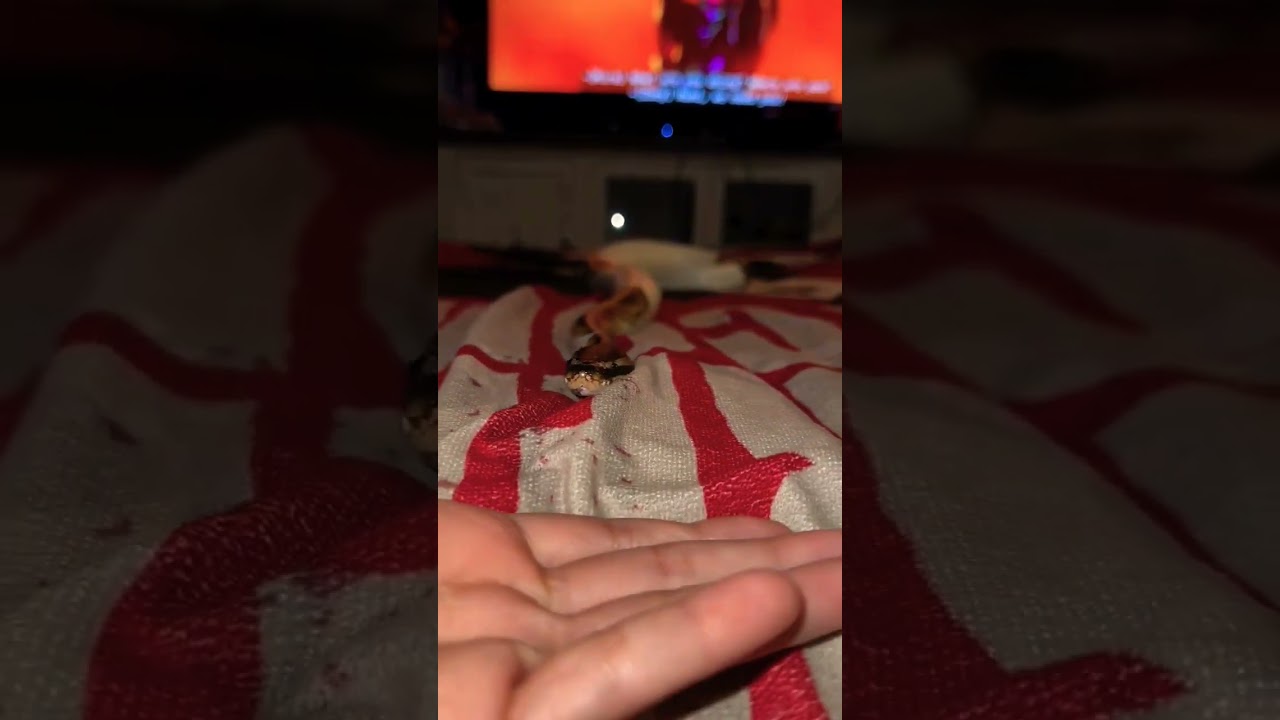Daily snake video 