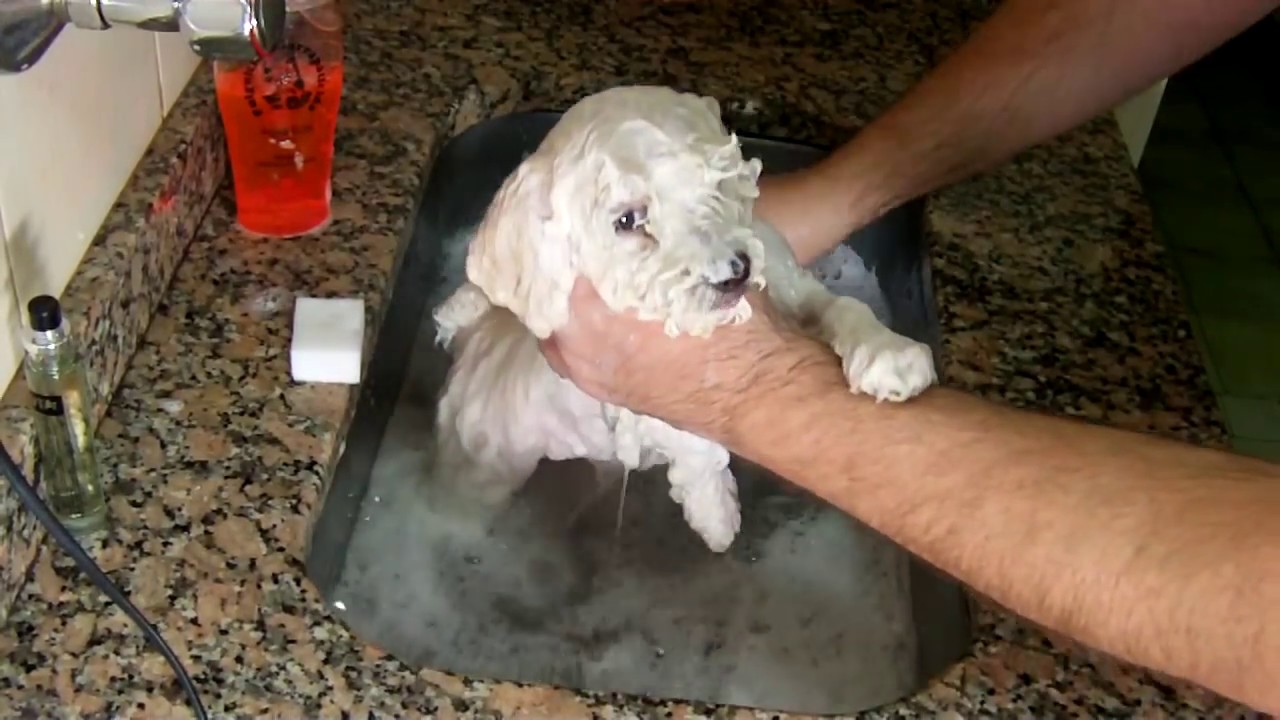 Primer baño del perrito caniche toy
