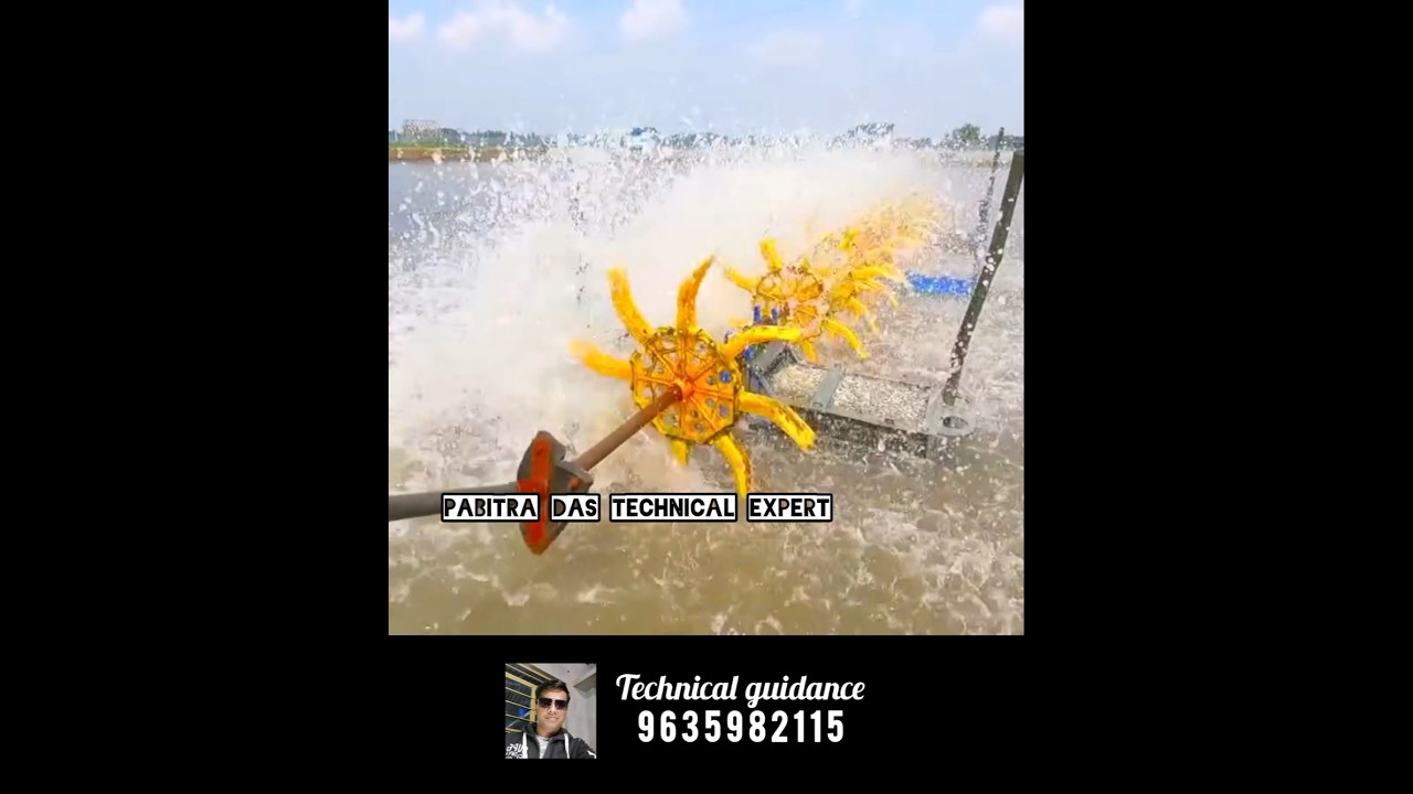 Shrimp farming #shorts #fisheries #pabitradas #aquaculture #shortvideo #vannamei #viralshorts #fish