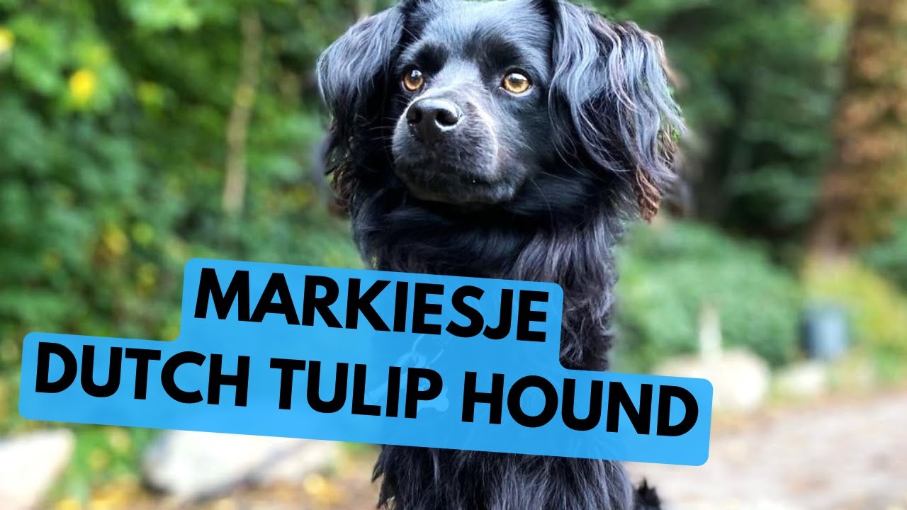 Markiesje - TOP 10 Interesting Facts - Dutch Tulip Hound