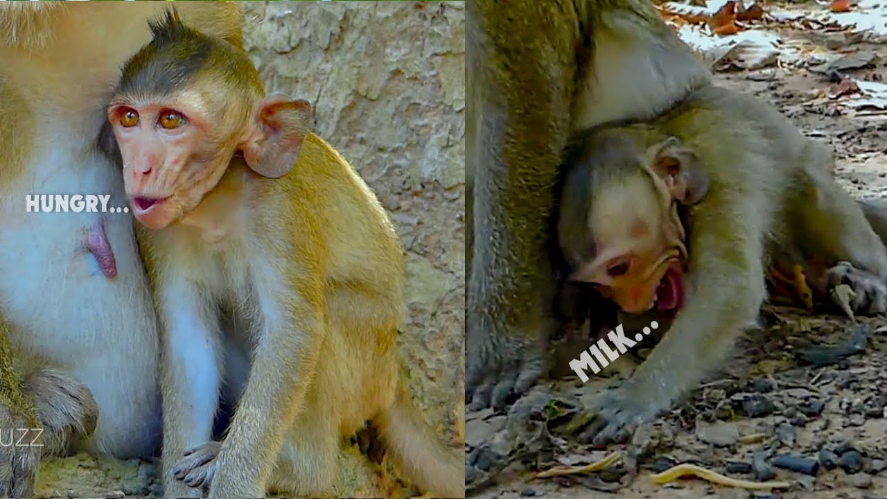 Hungry... Funny baby monkey Dito crying very spoil request milk