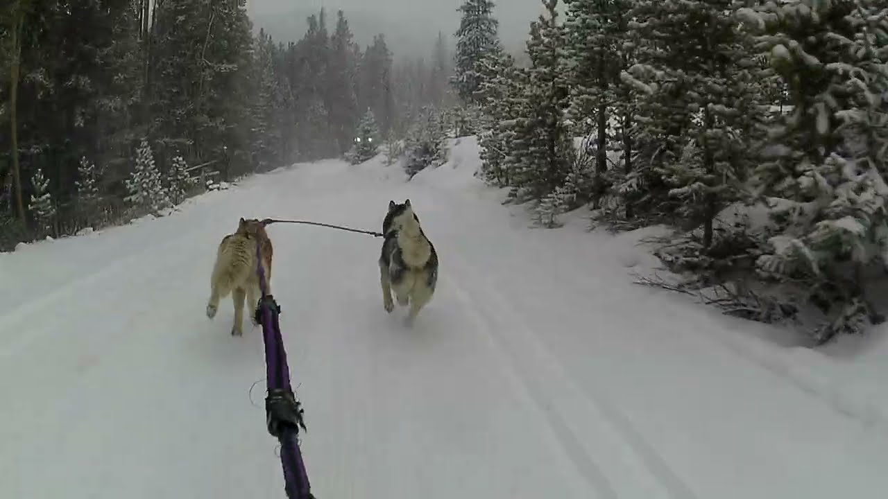 Skijor Past the Groomer