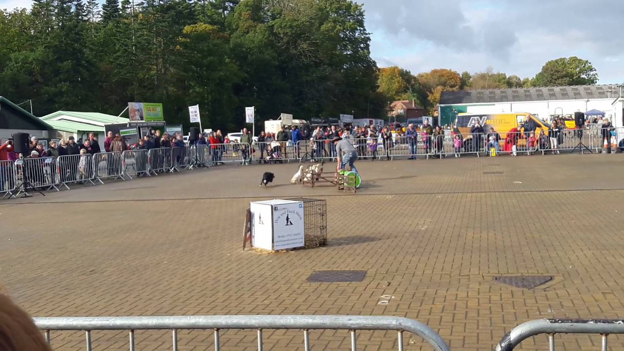 Countryside Live '16 Sheep Dog & Ducks