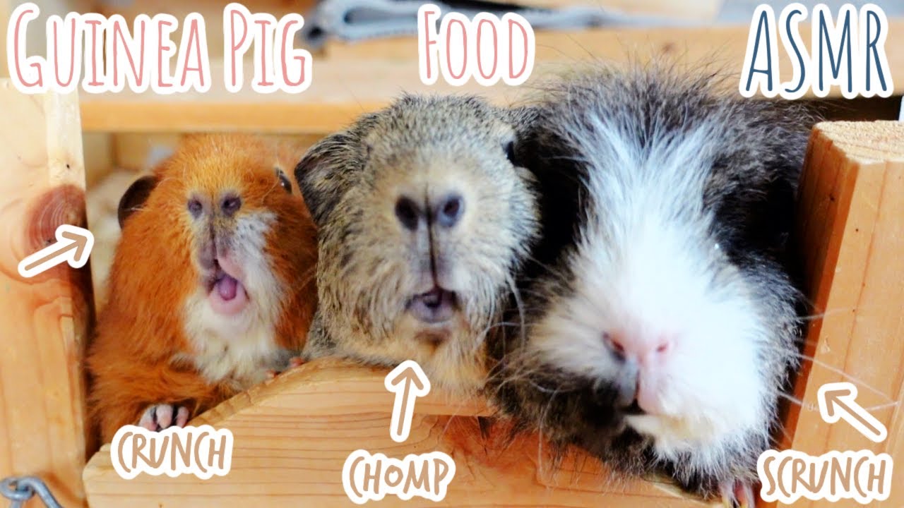 Relaxing Guinea Pig ASMR