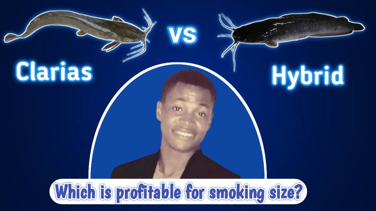 Between Clarias catfish and Hybrid catfish, which one is more profitable for smoking size?
