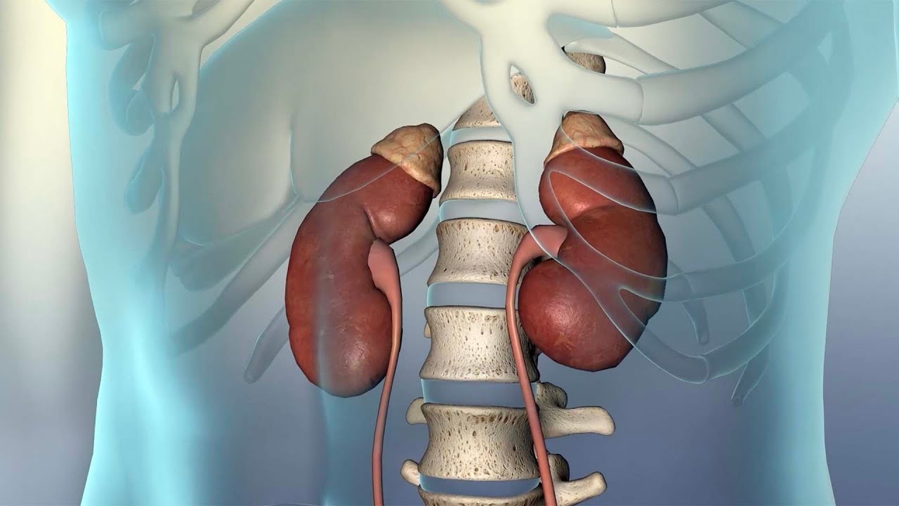 Kidney Function
