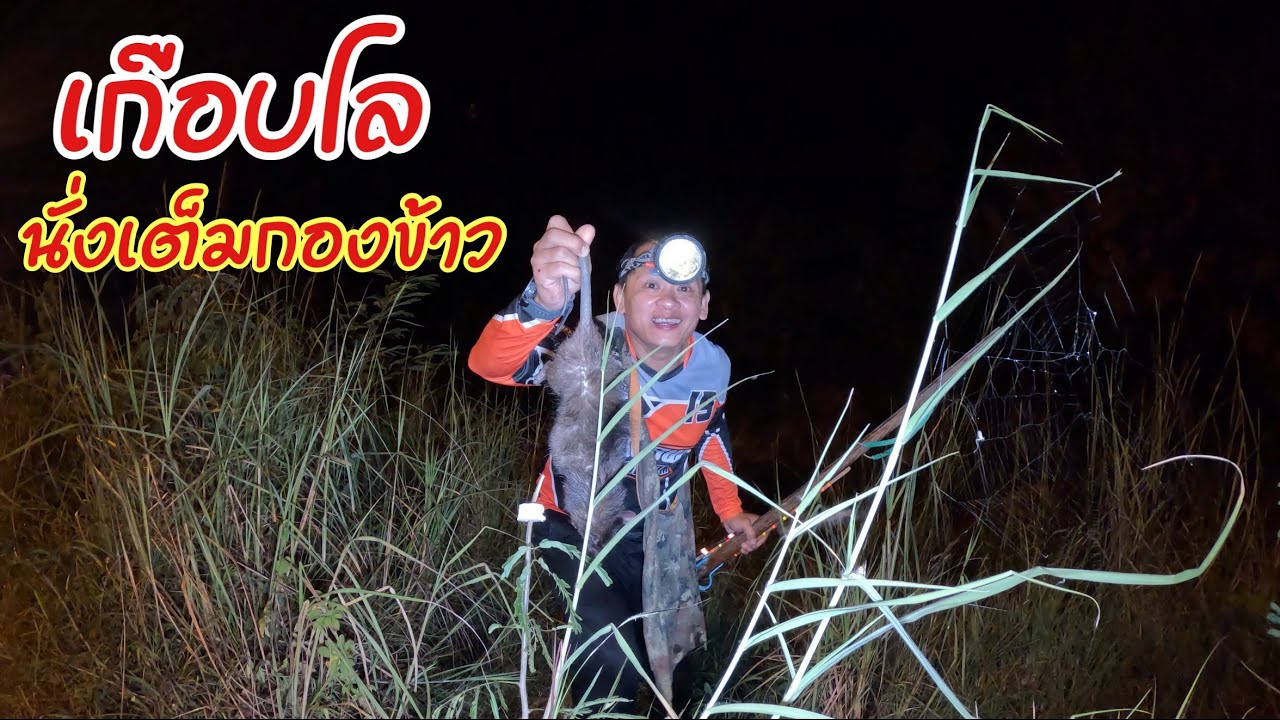 นั่งเต็มกองข้าวแบบนี้ไม่พลาด ส่องหนูกองข้าวอ่อย เจอแต่ละตัวเกือบโล ใจเต้นตึกๆ หมายเก่า ถนน24 หมานคัก