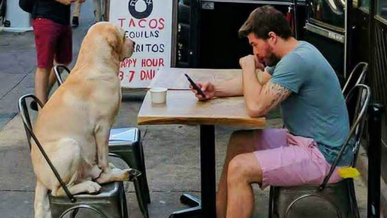 20 Momentos Más Divertidos De Dueños De Perros En 2024 😂