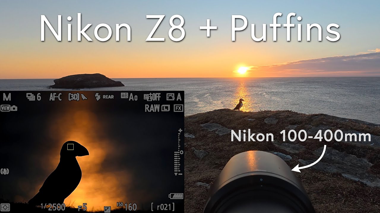 POV Wildlife Photography - Puffins with the Nikon Z8 and 100-400mm Lens in Newfoundland
