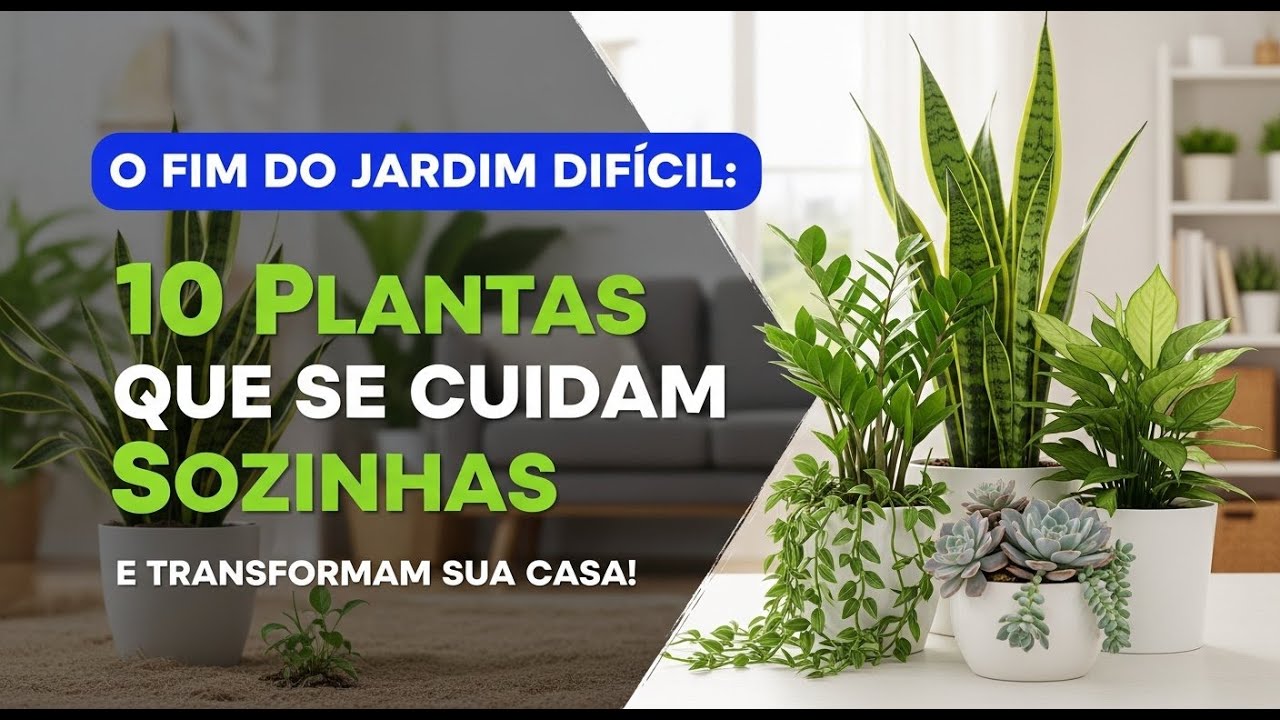 Jardim de Baixa Manutenção: 10 Plantas Que Quase se Cuidam Sozinhas #dicasdejardinagem
